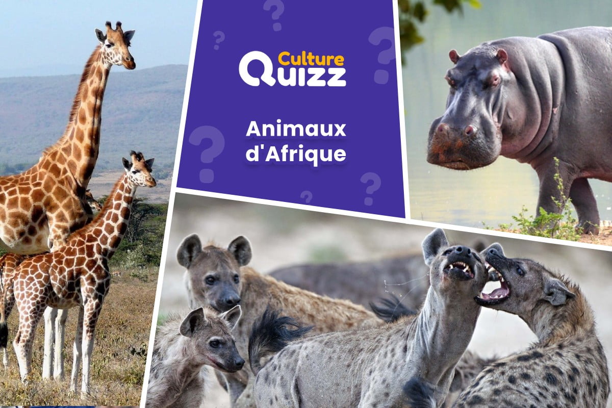 Quiz spécial Animaux d'Afrique - Quiz Animaux présents en Afrique - testez vos connaissances sur les animaux africains