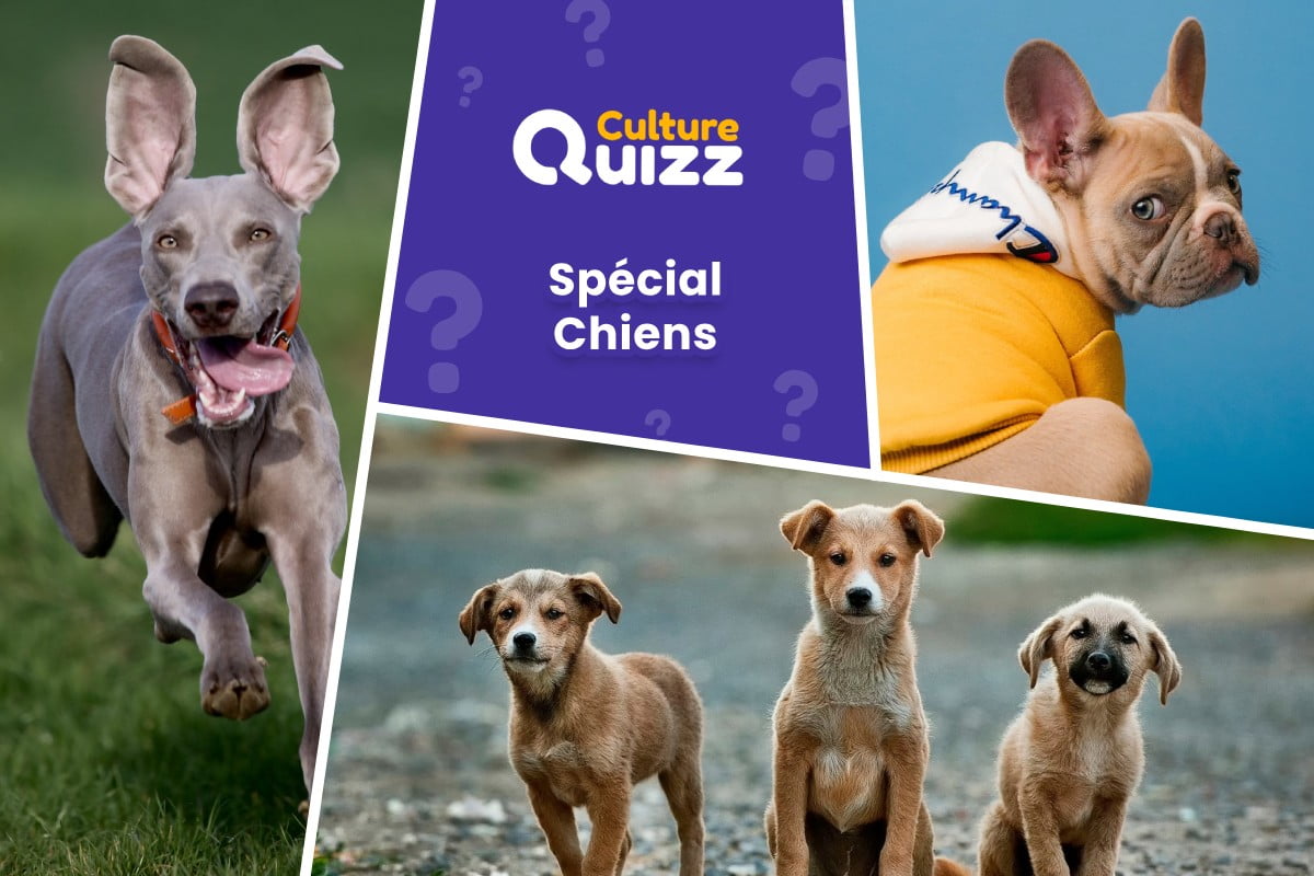 Quiz spécial Chiens - Quiz pour tester ses connaissances sur les chiens
