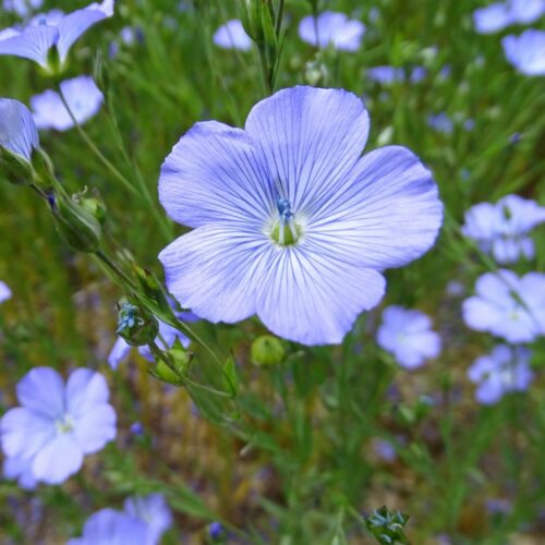 Quelle fleur n’est pas généralement de couleur bleue ? 