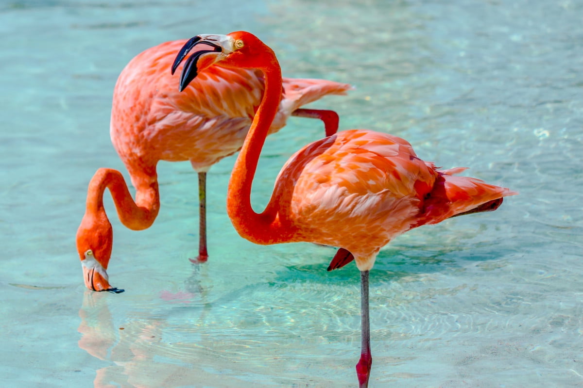 Quel pays possède le flamant rose comme oiseau national ? 