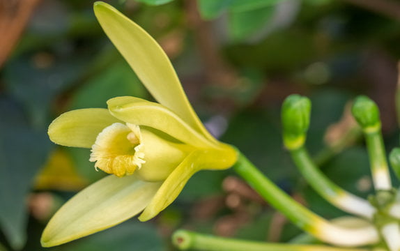 De quelle fleur la vanille est-elle le fruit ? 