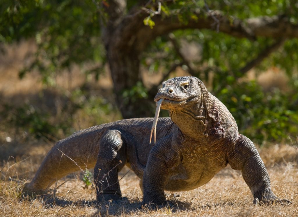 Quel pays a pour animal national le dragon de Komodo ? 