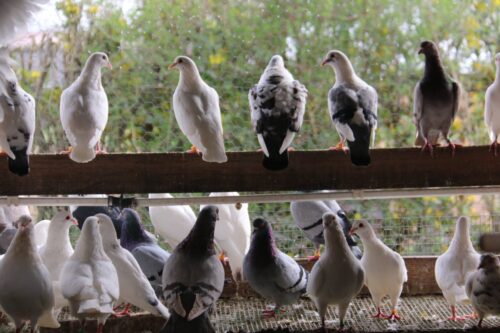 Quel est le nom donné à un éleveur de pigeons ? 
