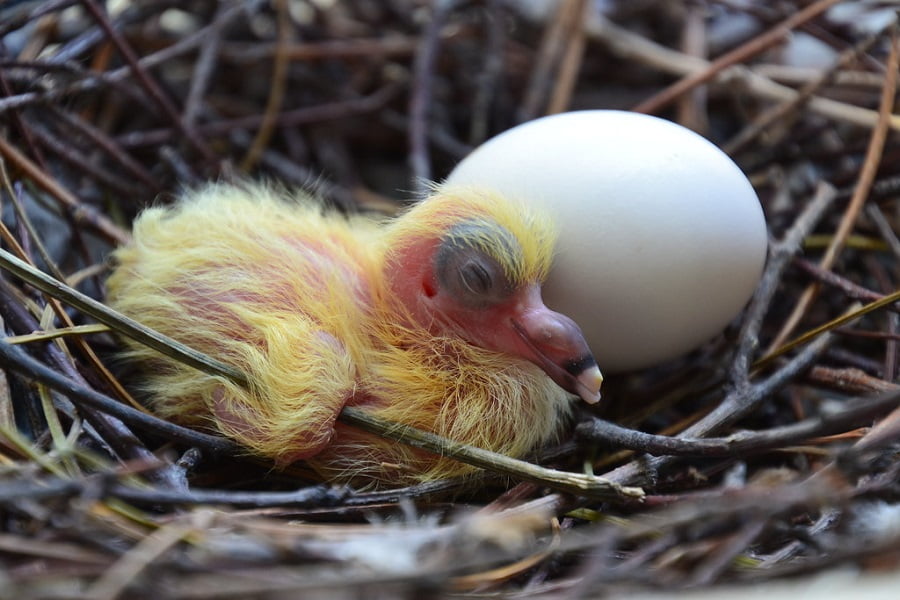 Quelle est la couleur d’un bébé pigeon à la naissance ? 