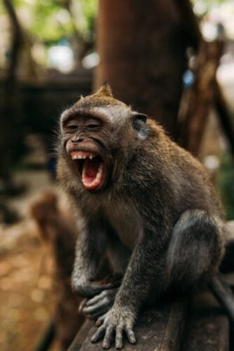 Quelle est le bonne traduction en anglais de singe ? 