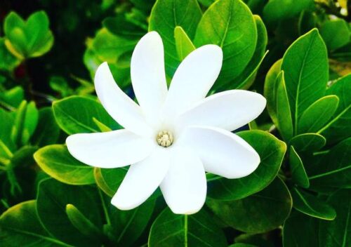Quelle est cette fleur emblématique de Tahiti ? 