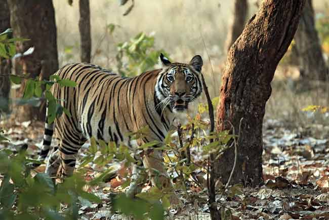 Quel est l’animal national de l’Inde ? 