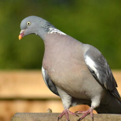 Pigeon ramier 