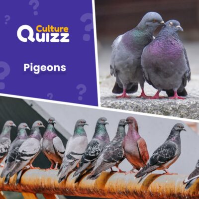 Quiz spécial sur les pigeons - oiseaux des villes