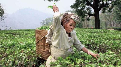 L’Inde est aujourd'hui le plus grand producteur de thé au monde. Vrai ou faux ? 