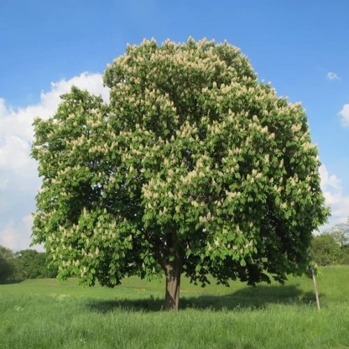 Quelle est la bonne orthographe de cet arbre en français ? 
