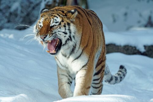 Quel est le surnom donné au tigre de Sibérie ? 