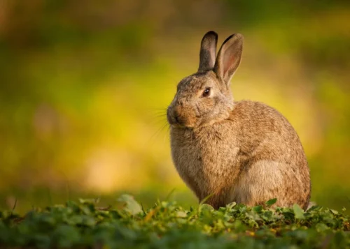 Quelle maladie virale a décimé la population des lapins en France à partir de 1953 ? Lapin de garenne