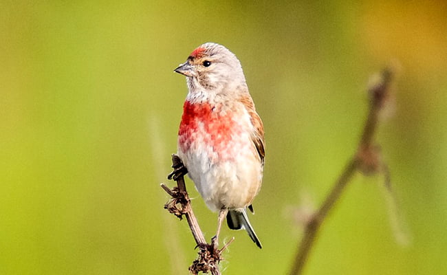Dans l’expression “Tête de linotte”, quel animal est la linotte ? 