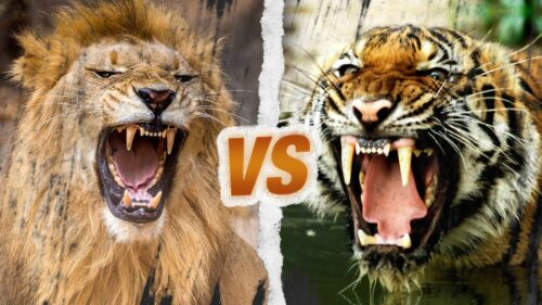 Les tigres sont plus grands que les lions. Vrai ou faux ? 