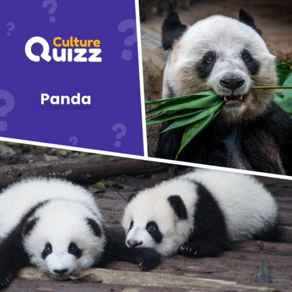 Quiz dédié aux pandas - quiz animalier