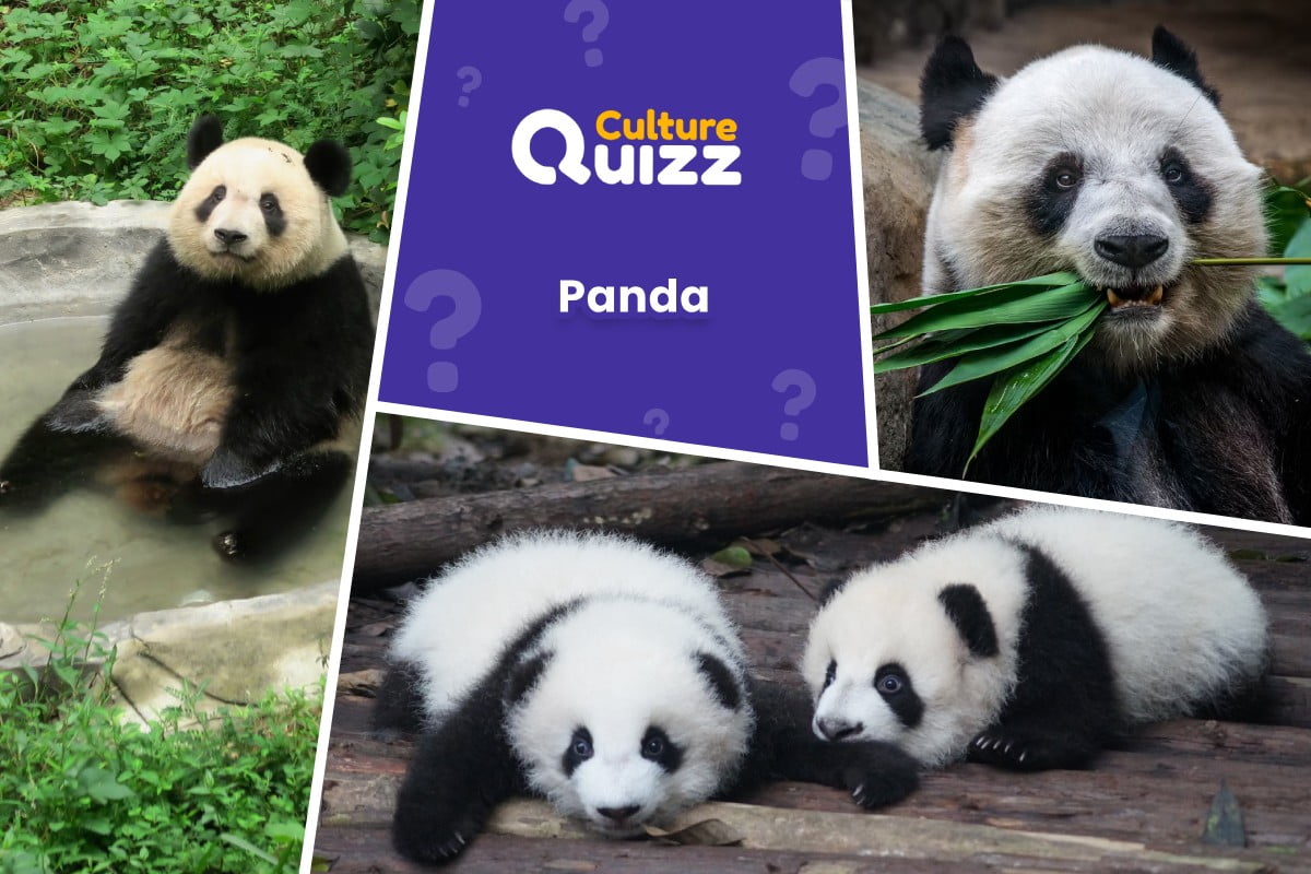 Quiz spécial sur les Pandas - Quiz dédié aux pandas - quiz animalier