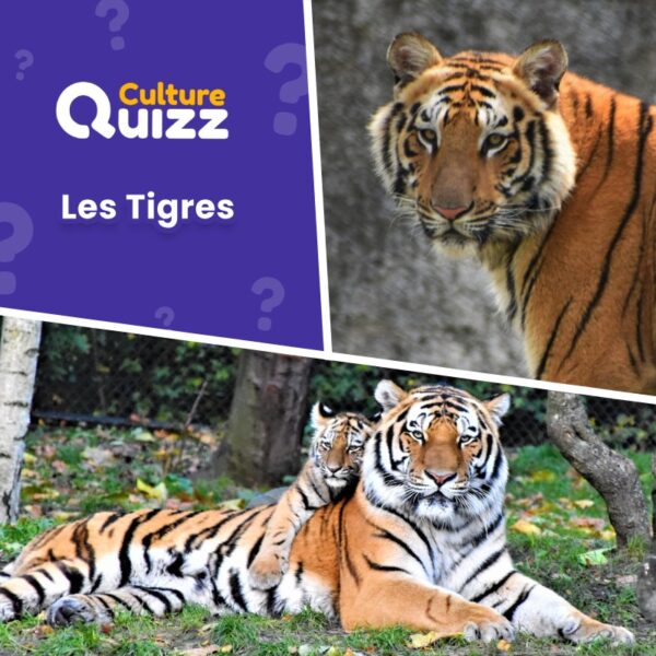 Quiz spécial sur les Tigres - questions sur le félin roux tigré