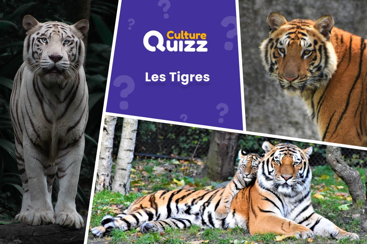 Quiz spécial Tigres - Quiz spécial sur les Tigres - questions sur le félin roux tigré