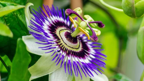 Comment s’appelle cette fleur aux propriétés relaxantes et analgésiques ? 