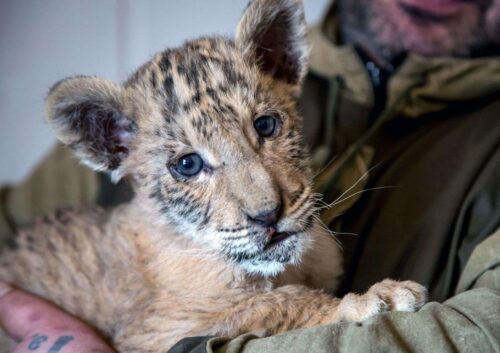 Comment appelle-t-on le bébé d’une tigresse et d’un lion ? 