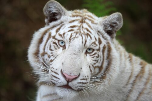 Les tigres blancs sont des tigres albinos. Vrai ou faux ? 