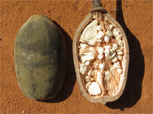 Comment s’appelle le fruit du baobab ? 