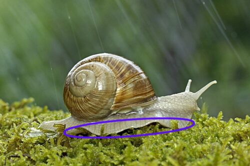 Quel est le nom de la partie anatomique de l’escargot entourée sur la photo ? 
