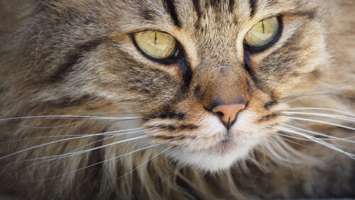 Comment appelle-t-on de manière scientifique les moustaches des chats ? 