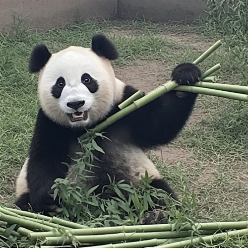 Les animaux plantigrades mangent exclusivement des végétaux. Vrai ou faux ? 