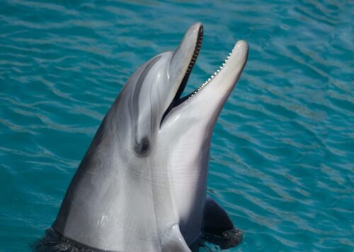 Quel verbe est utilisé pour désigner le cri des dauphins ? 