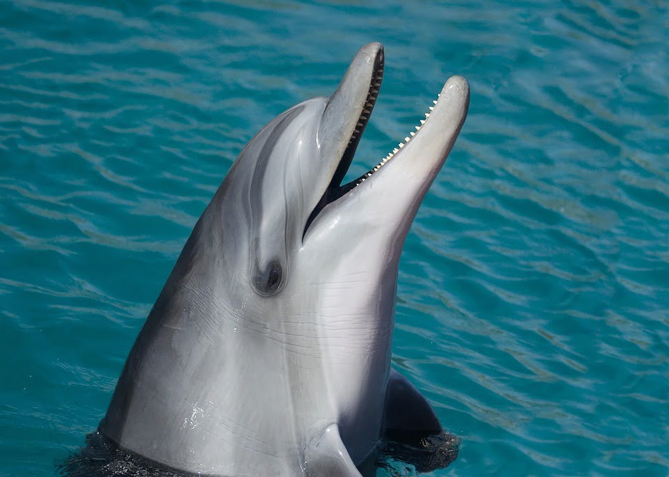 Quel verbe est utilisé pour désigner le cri des dauphins ? 