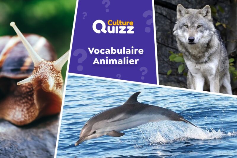 Vocabulaire Animalier : Faites le test pour connaitre votre niveau - Quiz Animaux