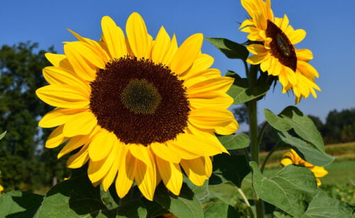 Grâce à quel phénomène le tournesol suit-il le soleil ? 