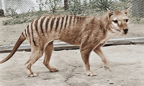 Comment s’appelait cet animal tigré vivant en Tasmanie et dont le dernier spécimen a été tué dans les années 1930 ? 