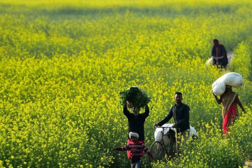 La France fait partie du Top 5 des plus grands producteurs de graines de moutarde au monde. Vrai ou faux ? 