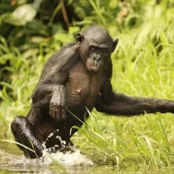 Les singes 