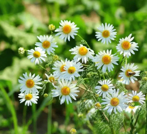 Quelle plante est associée à ces petites fleurs jaunes et blanches ? Plante