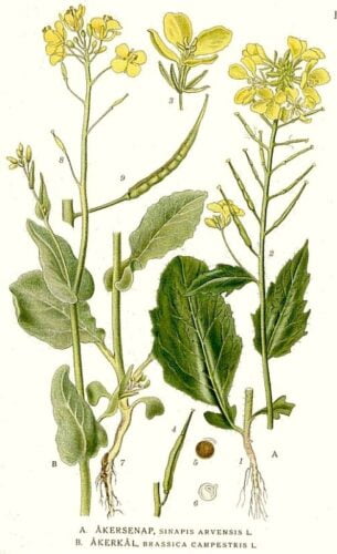 Quel nom peut aussi désigner des plants de moutarde ? 