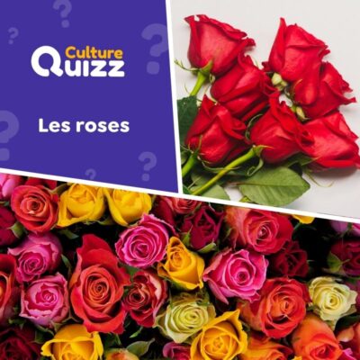 Quiz sp&eacute;cial sur les roses - Saint Valentin