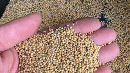 Combien faut-il en moyenne de graines de moutarde pour réaliser 1 kg de moutarde ? 