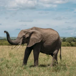 Les éléphants 