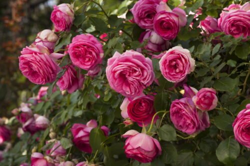 En France, quel mois est généralement celui de la floraison des rosiers ? 