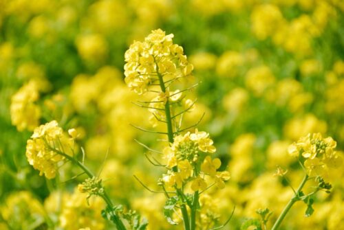 Avec la moutarde blanche, quel autre type de plant de moutarde est cultivé principalement en Europe ? 