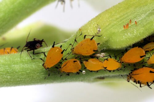 Quel insecte est réputé comme l'ennemi naturel du puceron ? 