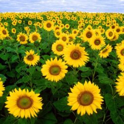 Les tournesols 