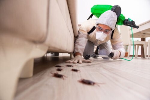 Les noms blattes et cafards désignent en réalité le même insecte. Vrai ou faux ? 