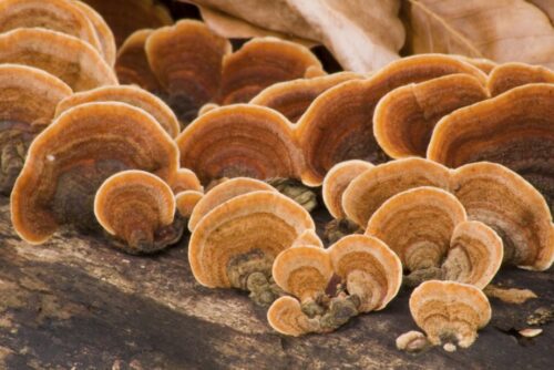 Un produit fongicide vise à tuer les champignons. Vrai ou faux ? 