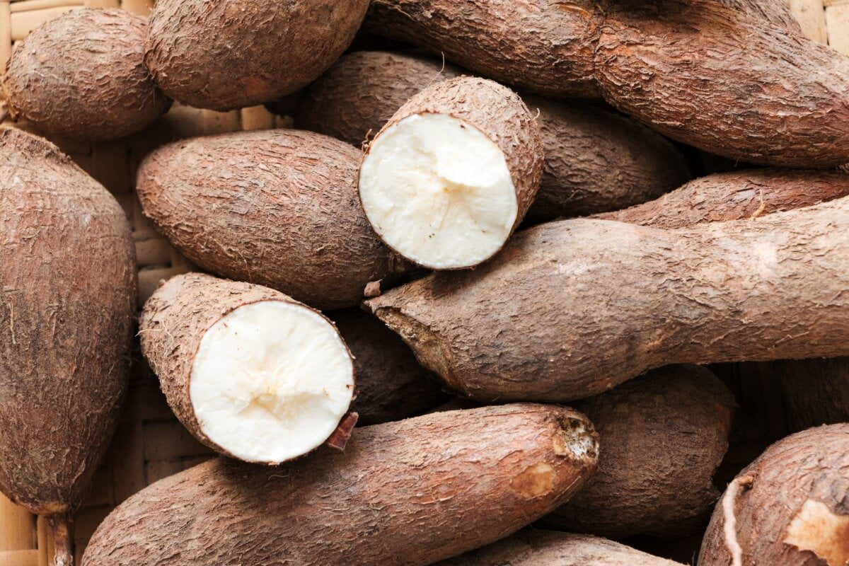 De quel végétal le tapioca provient-il ? 