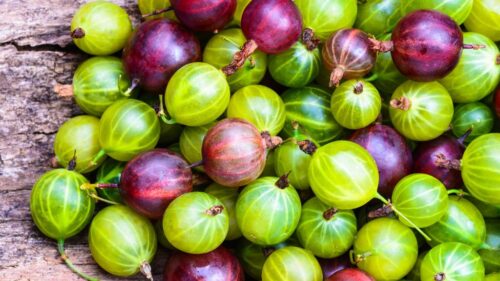 Quel est le nom donné à cette variété de groseilles ? 